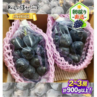 【ちょっと訳あり】新鮮朝採り ナガノパープル 2～3房900g以上!　2026年8月下旬～発送予定