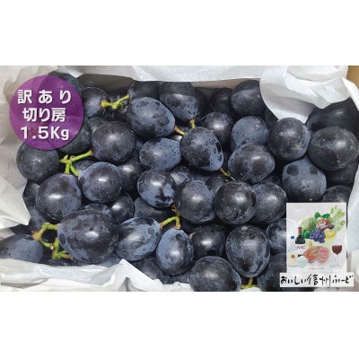 【訳あり】 新鮮朝採り ナガノパープル 『切り房』 1.5kg以上 2026年8月下旬より発送