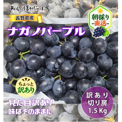 【訳あり】 新鮮朝採り ナガノパープル 『切り房』 1.5kg以上 2026年8月下旬より発送