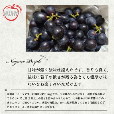 【訳あり】 新鮮朝採り ナガノパープル 『切り房』 1.5kg以上 2026年8月下旬より発送
