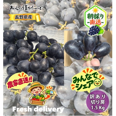 【訳あり】 新鮮朝採り ナガノパープル 『切り房』 1.5kg以上 2026年8月下旬より発送