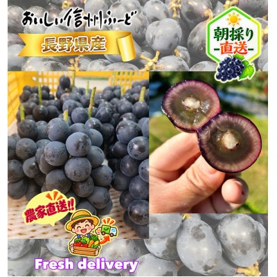 【訳あり】 新鮮朝採り ナガノパープル 『切り房』 1.5kg以上 2026年8月下旬より発送