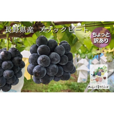 ちょっと訳あり 朝採り ぶどう ブラックビート 3～4房1.5kg以上!2025年8月下旬～発送予定