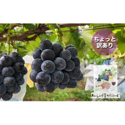 ちょっと訳あり 朝採り ぶどう ブラックビート 3～4房1.5kg以上!2026年8月下旬～発送予定