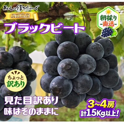 ちょっと訳あり 朝採り ぶどう ブラックビート 3～4房1.5kg以上!2026年8月下旬～発送予定