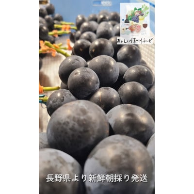 ちょっと訳あり 朝採り ぶどう ブラックビート 3～4房1.5kg以上!2025年8月下旬～発送予定