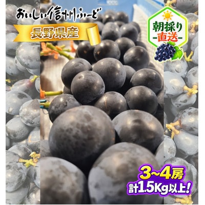 ちょっと訳あり 朝採り ぶどう ブラックビート 3～4房1.5kg以上!2026年8月下旬～発送予定