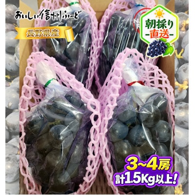 ちょっと訳あり 朝採り ぶどう ブラックビート 3～4房1.5kg以上!2026年8月下旬～発送予定