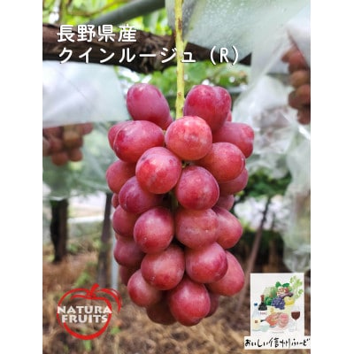 新鮮朝採り 長野県産 クイーンルージュ(R) 2～3房 計1kg以上 2025年9月中旬より発送予定