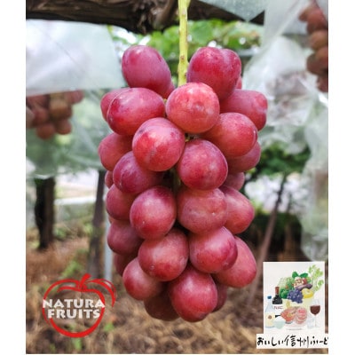 新鮮朝採り 長野県産 クイーンルージュ(R) 2～3房 計900g以上! 2026年9月中旬発送予定