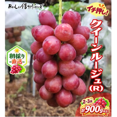 新鮮朝採り 長野県産 クイーンルージュ(R) 2～3房 計900g以上! 2026年9月中旬発送予定