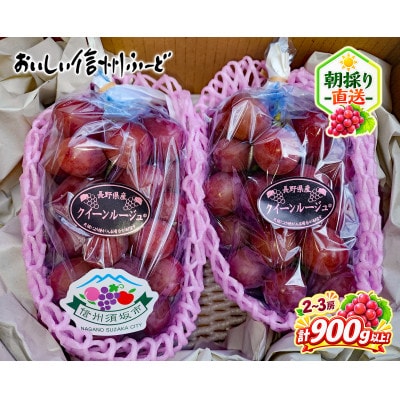 新鮮朝採り 長野県産 クイーンルージュ(R) 2～3房 計900g以上! 2026年9月中旬発送予定