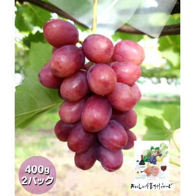 新鮮朝採り 長野県産 クイーンルージュ(R)  400g 2パック 2026年9月中旬より発送予定
