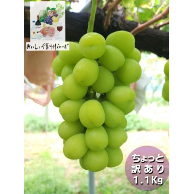 ちょっと訳あり 信州産 朝採り シャインマスカット 2～3房1.1kg 2025年9月中旬～発送予定