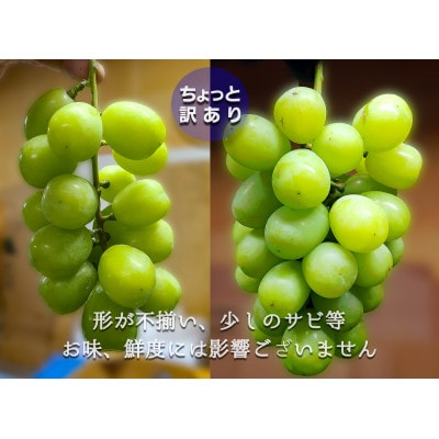 ちょっと訳あり 信州産 朝採り シャインマスカット 2～3房1.1kg 2025年9月中旬～発送予定
