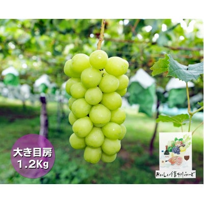 信州産【新鮮朝採り】シャインマスカット 2房1.2kg以上! 2025年9月中旬より発送予定