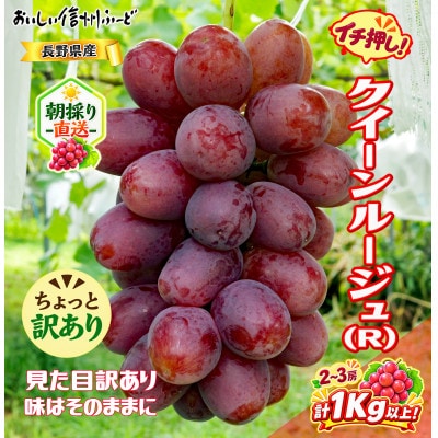 ちょっと訳あり 新鮮朝採り クイーンルージュ(R)2～3房 計1kg以上!令和8年9月中旬～順次発送