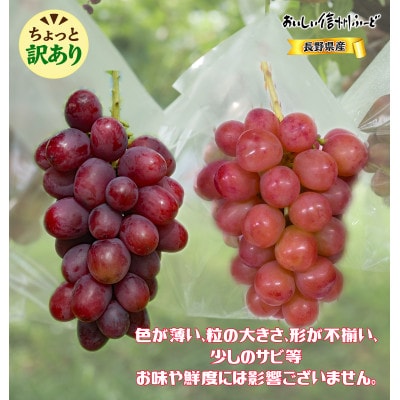 ちょっと訳あり 新鮮朝採り クイーンルージュ(R)2～3房 計1kg以上!令和8年9月中旬～順次発送