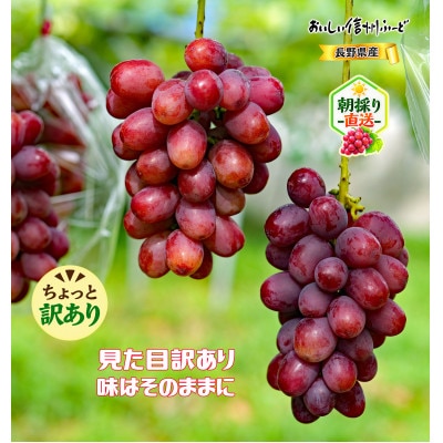 ちょっと訳あり 新鮮朝採り クイーンルージュ(R)2～3房 計1kg以上!令和8年9月中旬～順次発送