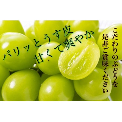 信州須坂産高級シャインマスカット 約1.2kg(2～3房)