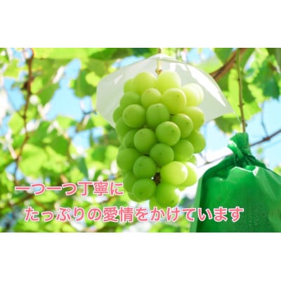 信州須坂産高級シャインマスカット 約1.2kg(2～3房)