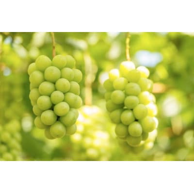 信州須坂産高級シャインマスカット 約1.2kg(2～3房)