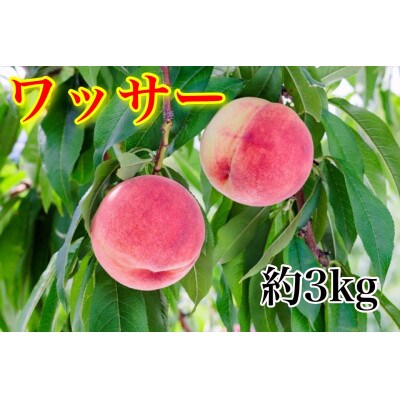 《硬めの桃》ワッサー約3kg(約8～12玉)