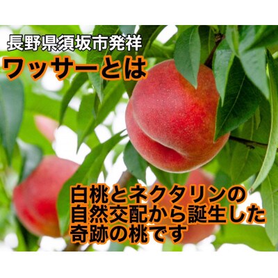 《硬めの桃》ワッサー約3kg(約8～12玉)