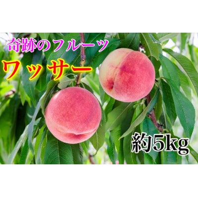 《硬めの桃》ワッサー約5kg(約12～18玉)