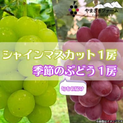 【2025年発送】大粒・大房 長野県産シャインマスカット1房&季節のぶどう1房　計1.2kg以上