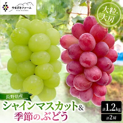 【2026年発送】大粒・大房 長野県産シャインマスカット1房&季節のぶどう1房　計1.2kg以上