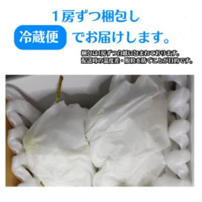 【2025年発送】大粒・大房 長野県産シャインマスカット1房&季節のぶどう1房　計1.2kg以上
