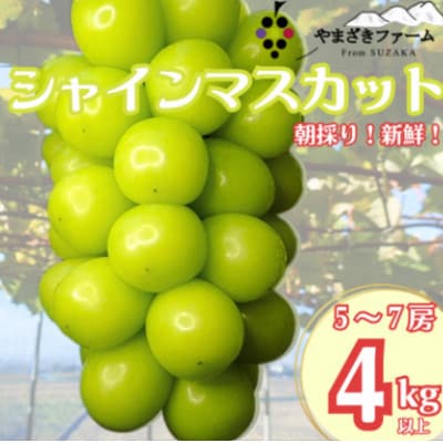 【2025年発送】大人気!長野県産シャインマスカット4kg(5～7房)朝採り・樹成りで新鮮!