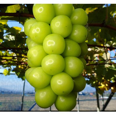 【2026年発送】大人気!長野県産シャインマスカット4kg(5～9房)朝採り・樹成りで新鮮!