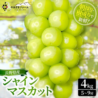 【2026年発送】大人気!長野県産シャインマスカット4kg(5～9房)朝採り・樹成りで新鮮!
