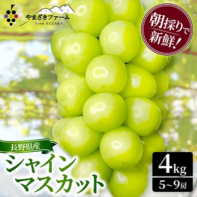 朝採り・樹成りで新鮮! シャインマスカット4kg(5～9房)