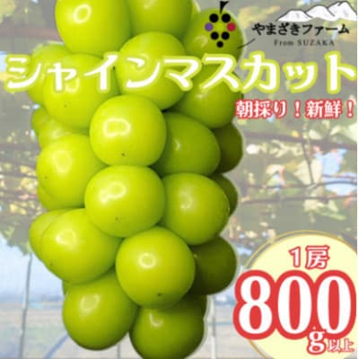 【2025年発送】長野県産 シャインマスカット800g以上(1房)朝採り・樹成りで新鮮!