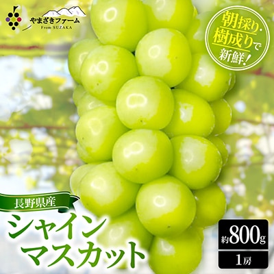 【2026年発送】長野県産 シャインマスカット約800g(1房)朝採り・樹成りで新鮮!