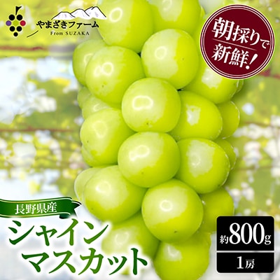 朝採り・樹成りで新鮮! シャインマスカット約800g(1房)