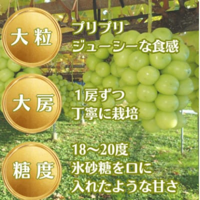 【2025年発送】長野県産 シャインマスカット800g以上(1房)朝採り・樹成りで新鮮!