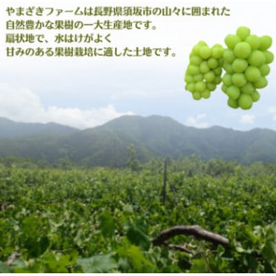 【2025年発送】長野県産 シャインマスカット800g以上(1房)朝採り・樹成りで新鮮!