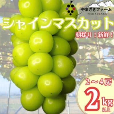 【2025年発送】大人気!長野県産シャインマスカット2kg　朝採り・樹成りで新鮮いっぱい!