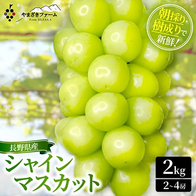 【2026年発送】大人気!長野県産シャインマスカット2kg　朝採り・樹成りで新鮮いっぱい!