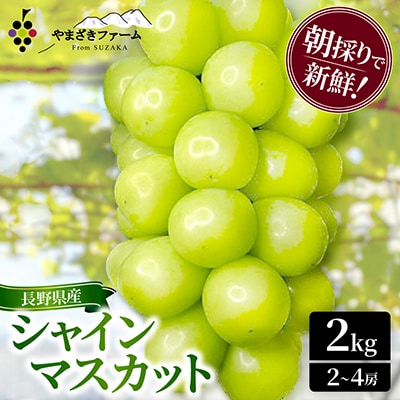 朝採り・樹成りで新鮮いっぱい! シャインマスカット2kg　
