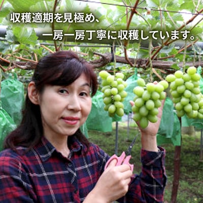 朝採り・樹成りで新鮮いっぱい! シャインマスカット2kg　