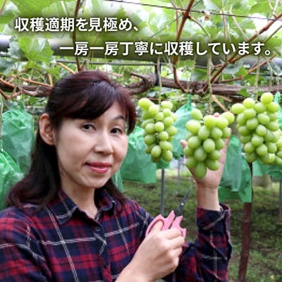 【2026年12月上旬より順次発送/冷蔵】大人気!冬に味わう冷蔵シャインマスカット2kg(2～4房)