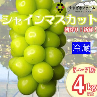 【冷蔵】大人気!冬に味わう冷蔵シャインマスカット4kg(5～7房)