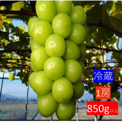 【冷蔵】大人気!冬に味わう冷蔵シャインマスカット850g以上(1房)