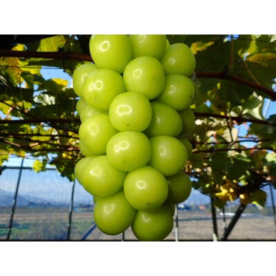 【2026年12月上旬より順次発送】【冷蔵】大人気!冬に味わうシャインマスカット約800g(1房)