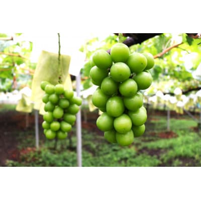 【2026年度出荷分】【訳あり】 長野県産シャインマスカット 約1.5kg(4～6房)家庭用
